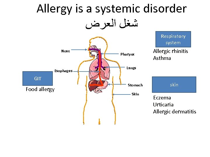 Allergy is a systemic disorder ﺷﻐﻞ ﺍﻟﻌﺮﺽ Respiratory system Nose Esophagus Pharynx Lungs GIT