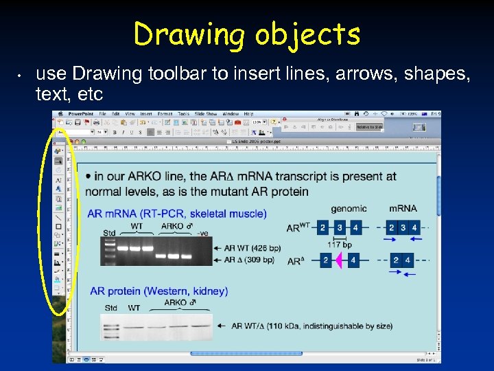 Drawing objects • use Drawing toolbar to insert lines, arrows, shapes, text, etc 