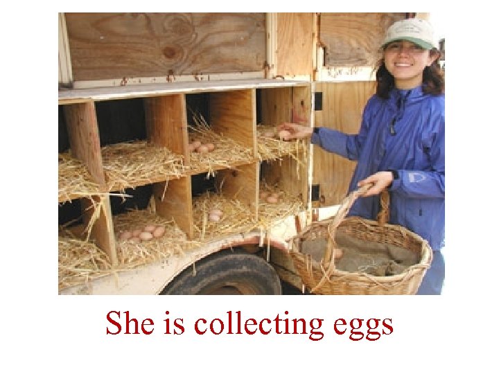 She is collecting eggs 