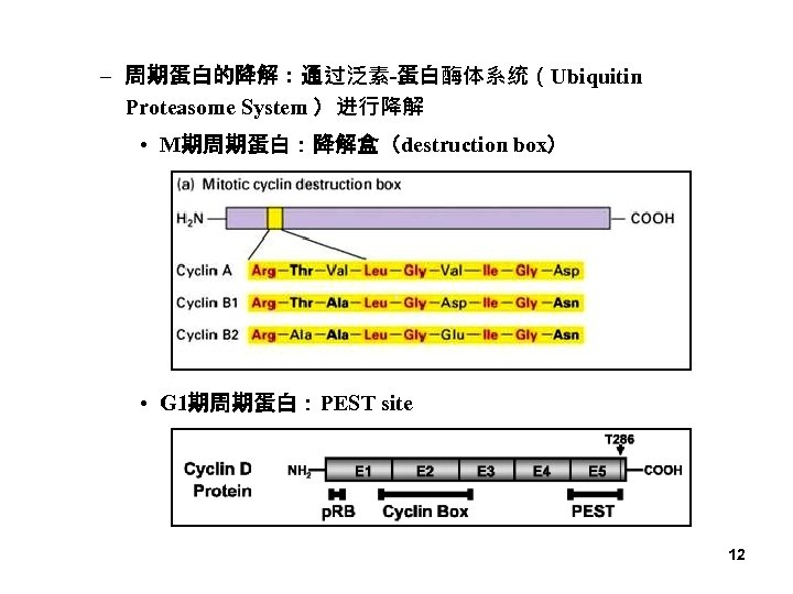 – 周期蛋白的降解：通过泛素-蛋白酶体系统（Ubiquitin Proteasome System ）进行降解 • M期周期蛋白：降解盒（destruction box） • G 1期周期蛋白：PEST site 12 