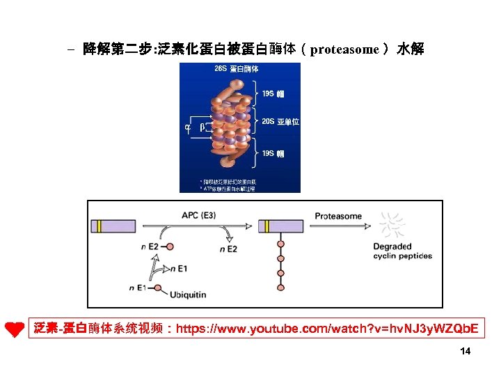 – 降解第二步: 泛素化蛋白被蛋白酶体（proteasome ）水解 泛素-蛋白酶体系统视频：https: //www. youtube. com/watch? v=hv. NJ 3 y. WZQb. E