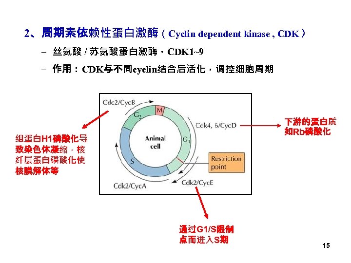 2、周期素依赖性蛋白激酶（Cyclin dependent kinase , CDK ） – 丝氨酸 / 苏氨酸蛋白激酶，CDK 1~9 – 作用：CDK与不同cyclin结合后活化，调控细胞周期 下游的蛋白质