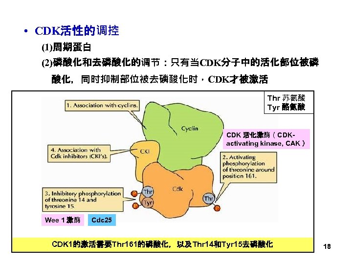  • CDK活性的调控 (1)周期蛋白 (2)磷酸化和去磷酸化的调节：只有当CDK分子中的活化部位被磷 酸化，同时抑制部位被去磷酸化时，CDK才被激活 Thr 苏氨酸 Tyr 酪氨酸 CDK 活化激酶（CDKactivating kinase, CAK