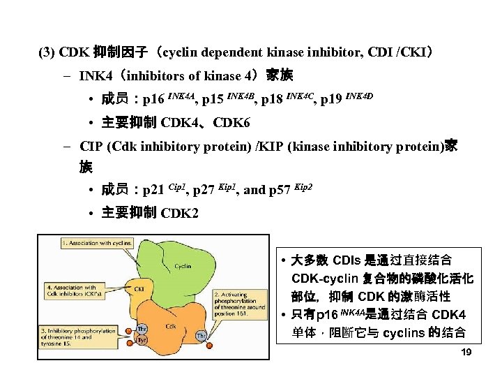 (3) CDK 抑制因子（cyclin dependent kinase inhibitor, CDI /CKI） – INK 4（inhibitors of kinase 4）家族