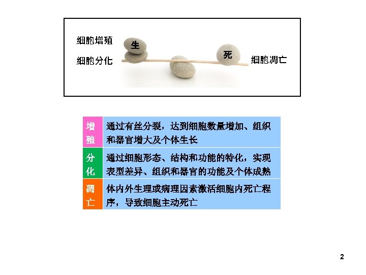 细胞增殖 细胞分化 生 死 细胞凋亡 增 殖 通过有丝分裂，达到细胞数量增加、组织 和器官增大及个体生长 分 化 通过细胞形态、结构和功能的特化，实现 表型差异、组织和器官的功能及个体成熟 凋