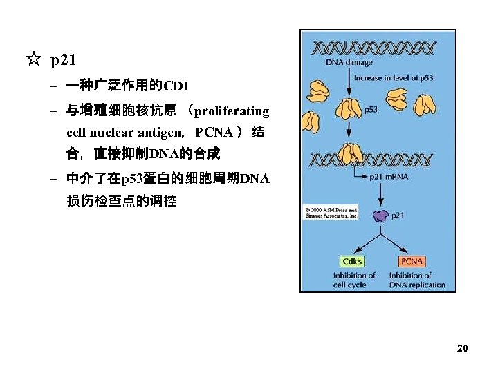 ☆ p 21 – 一种广泛作用的CDI – 与增殖细胞核抗原 （proliferating cell nuclear antigen，PCNA ）结 合，直接抑制DNA的合成 –