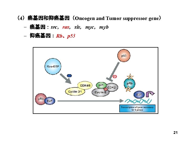 （4）癌基因和抑癌基因（Oncogen and Tumor suppressor gene） – 癌基因：src，ras，sis，myc，myb – 抑癌基因：Rb、p 53 21 