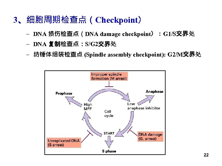 3、细胞周期检查点（Checkpoint） – DNA 损伤检查点（DNA damage checkpoint）：G 1/S交界处 – DNA 复制检查点：S/G 2交界处 – 纺锤体组装检查点 (Spindle
