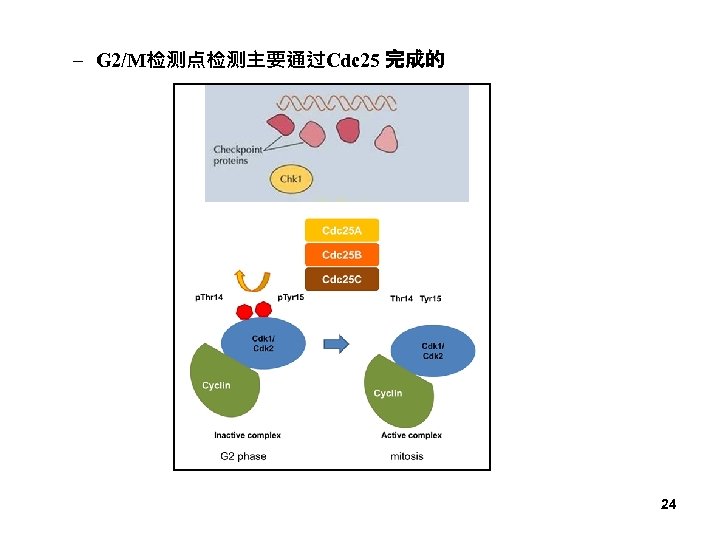 – G 2/M检测点检测主要通过Cdc 25 完成的 24 