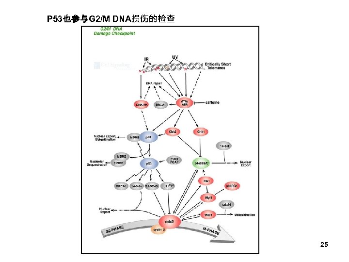 P 53也参与G 2/M DNA损伤的检查 25 