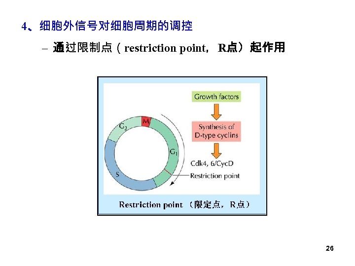 4、细胞外信号对细胞周期的调控 – 通过限制点（restriction point，R点）起作用 26 