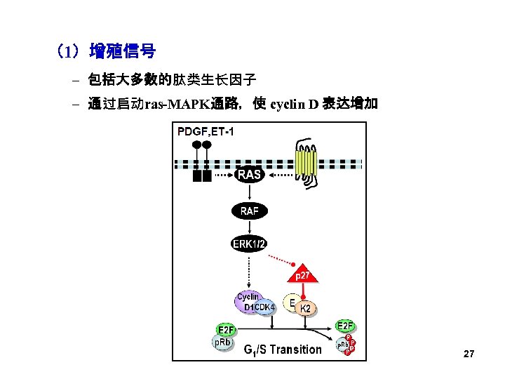 （1）增殖信号 – 包括大多数的肽类生长因子 – 通过启动ras-MAPK通路，使 cyclin D 表达增加 27 