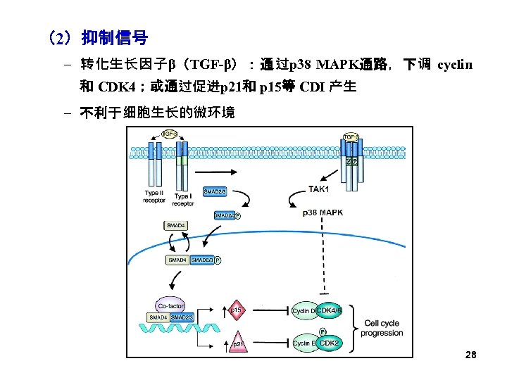 （2）抑制信号 – 转化生长因子β（TGF-β）：通过p 38 MAPK通路，下调 cyclin 和 CDK 4；或通过促进p 21和 p 15等 CDI 产生