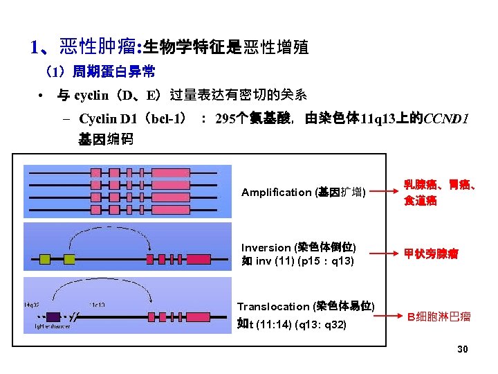 1、恶性肿瘤: 生物学特征是恶性增殖 （1）周期蛋白异常 • 与 cyclin（D、E）过量表达有密切的关系 – Cyclin D 1（bcl-1） ： 295个氨基酸，由染色体 11 q