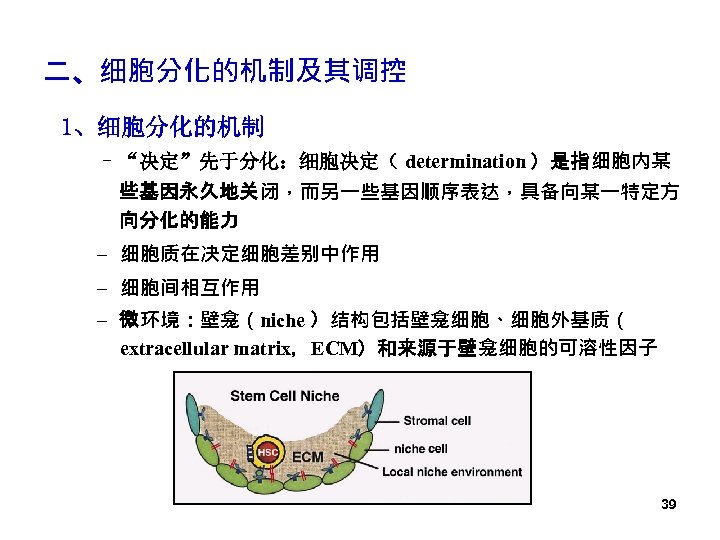 二、细胞分化的机制及其调控 1、细胞分化的机制 – “决定”先于分化：细胞决定（ determination ）是指细胞内某 些基因永久地关闭，而另一些基因顺序表达，具备向某一特定方 向分化的能力 – 细胞质在决定细胞差别中作用 – 细胞间相互作用 – 微环境：壁龛（niche