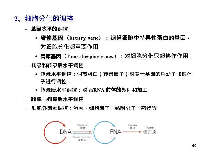2、细胞分化的调控 – 基因水平的调控 • 奢侈基因（luxury gene）：编码细胞中特异性蛋白的基因， 对细胞分化起重要作用 • 管家基因（ house keeping genes ）：对细胞分化只起协作作用 –