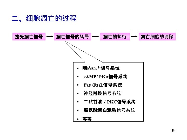 二、细胞凋亡的过程 接受凋亡信号的转导 凋亡的执行 凋亡细胞的清除 • 胞内Ca 2+信号系统 • c. AMP/ PKA信号系统 • Fas /Fas.
