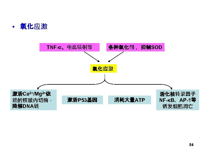  • 氧化应激 TNF-α、电离辐射等 各种氧化剂 ，抑制SOD 氧化应激 激活Ca 2+/Mg 2+依 赖的核酸内切酶， 降解DNA链 激活P 53基因