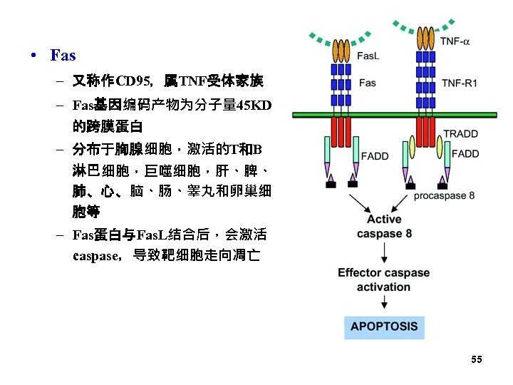  • Fas – 又称作CD 95，属TNF受体家族 – Fas基因编码产物为分子量 45 KD 的跨膜蛋白 – 分布于胸腺细胞，激活的T和B 淋巴细胞，巨噬细胞，肝、脾、