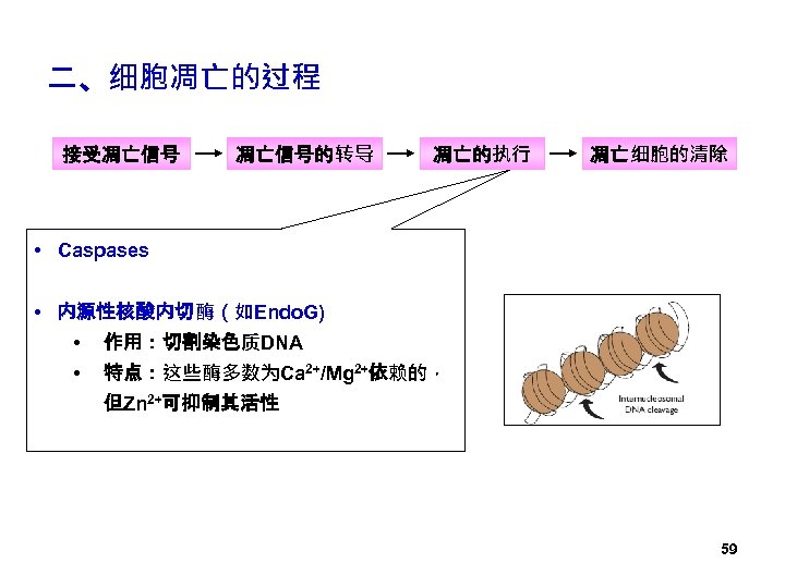 二、细胞凋亡的过程 接受凋亡信号的转导 凋亡的执行 凋亡细胞的清除 • Caspases • 内源性核酸内切酶（如Endo. G) • 作用：切割染色质DNA • 特点：这些酶多数为Ca 2+/Mg