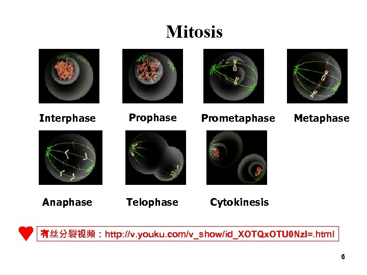 Mitosis Interphase Prometaphase Anaphase Telophase Cytokinesis Metaphase 有丝分裂视频：http: //v. youku. com/v_show/id_XOTQx. OTU 0 Nz.