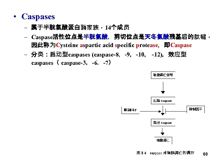  • Caspases – 属于半胱氨酸蛋白酶家族，14个成员 – Caspase活性位点是半胱氨酸，剪切位点是天冬氨酸残基后的肽键， 因此称为Cysteine aspartic acid specific protease，即Caspase – 分类：启动型caspases