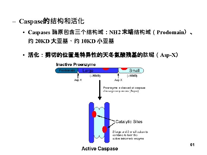 – Caspase的结构和活化 • Caspases 酶原包含三个结构域：NH 2 末端结构域（Prodomain）、 约 20 KD 大亚基、约 10 KD 小亚基