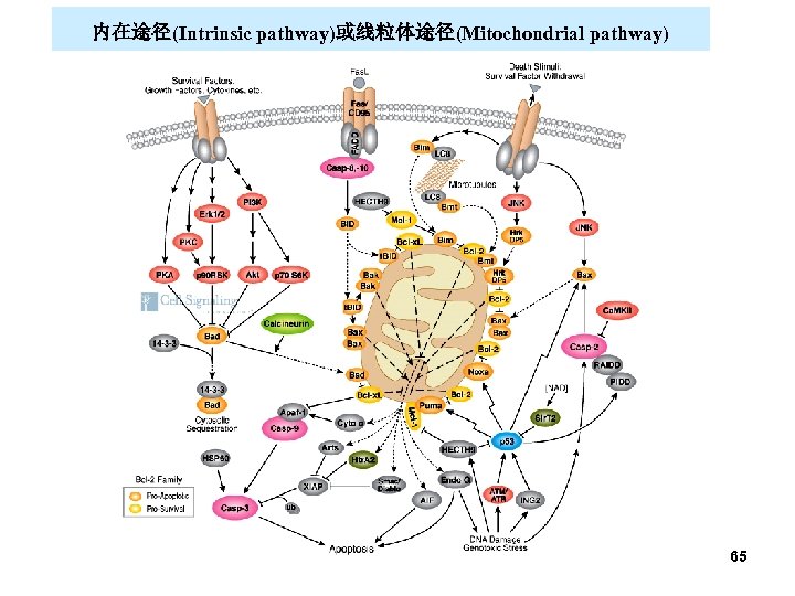 内在途径(Intrinsic pathway)或线粒体途径(Mitochondrial pathway) 65 