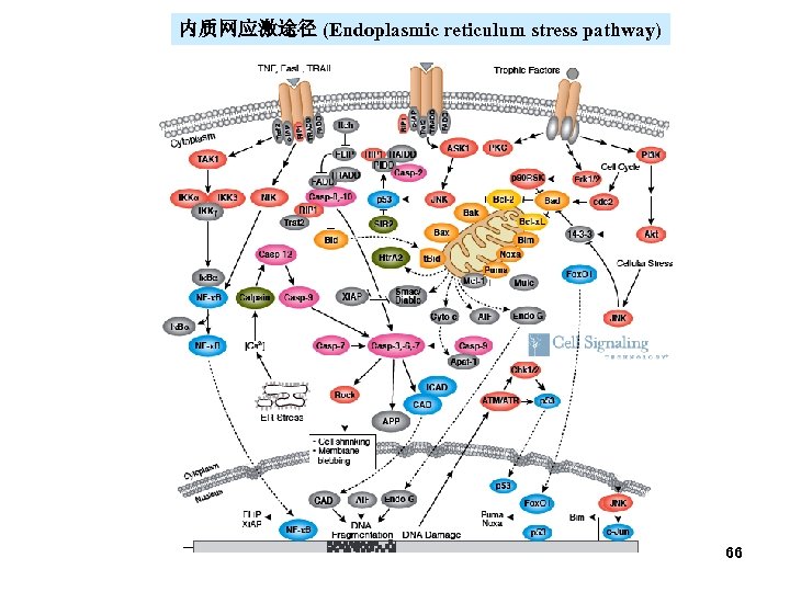 内质网应激途径 (Endoplasmic reticulum stress pathway) 66 