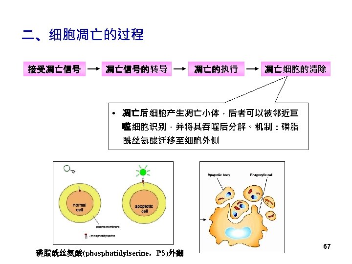 二、细胞凋亡的过程 接受凋亡信号的转导 凋亡的执行 凋亡细胞的清除 • 凋亡后细胞产生凋亡小体，后者可以被邻近巨 噬细胞识别，并将其吞噬后分解。机制：磷脂 酰丝氨酸迁移至细胞外侧 磷脂酰丝氨酸(phosphatidylserine，PS)外翻 67 