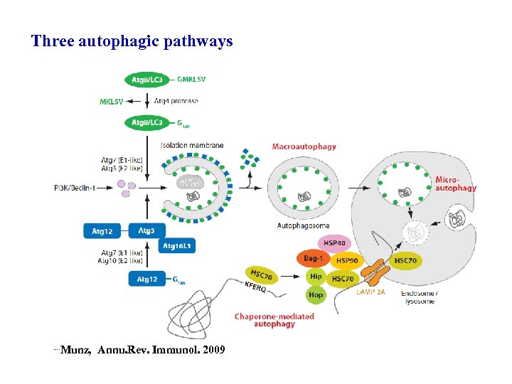 Three autophagic pathways Munz, Annu. Rev. Immunol. 2009 