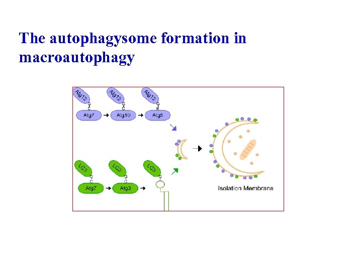 The autophagysome formation in macroautophagy 