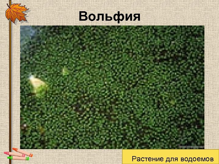 Вольфия Растение для водоемов 