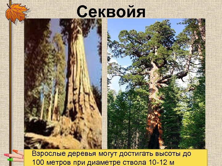 Секвойя Взрослые деревья могут достигать высоты до 100 метров при диаметре ствола 10 -12