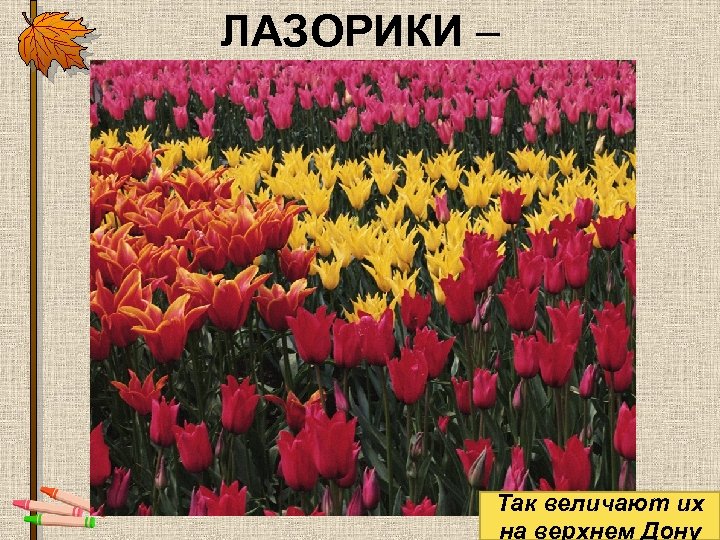 ЛАЗОРИКИ – Так величают их на верхнем Дону 