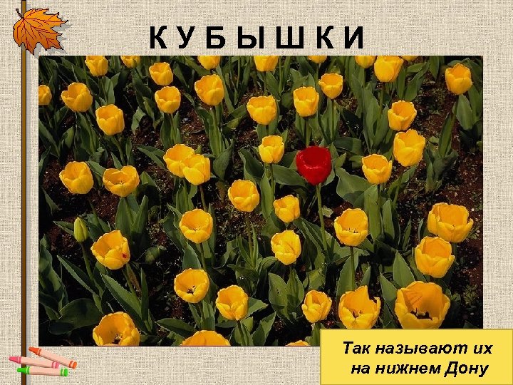 КУБЫШКИ Так называют их на нижнем Дону 