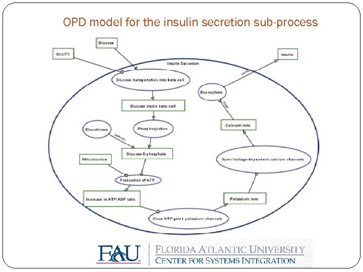OPD model for the insulin secretion sub-process 