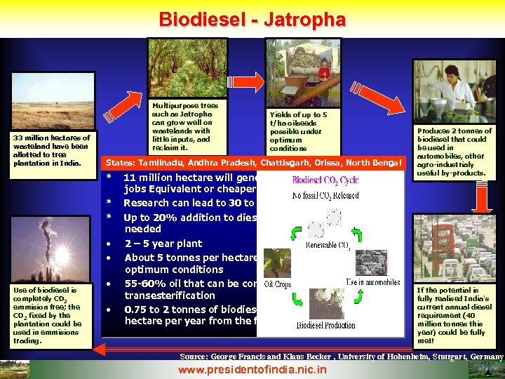 Biodiesel - Jatropha 33 million hectares of wasteland have been allotted to tree plantation