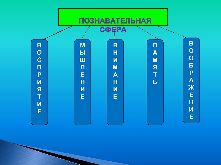 В О С П Р И Я Т И Е М Ы Ш Л