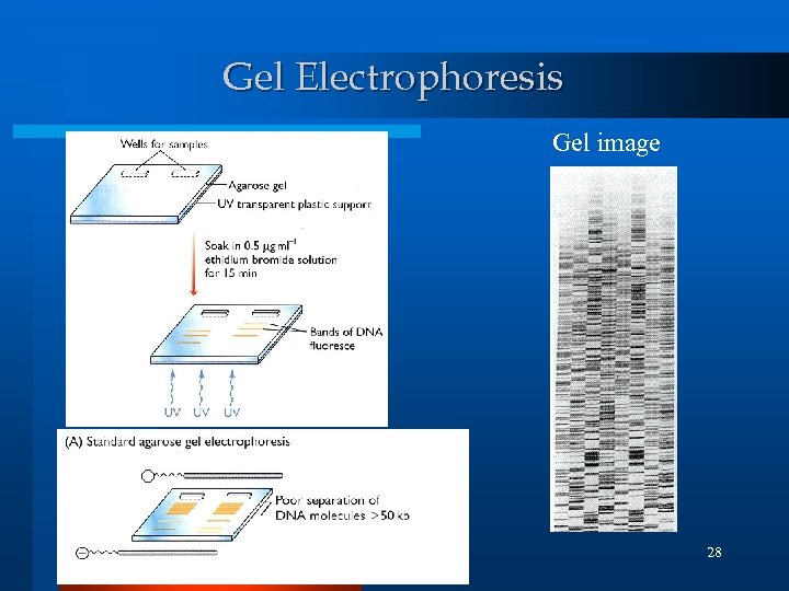 Gel Electrophoresis Gel image 28 