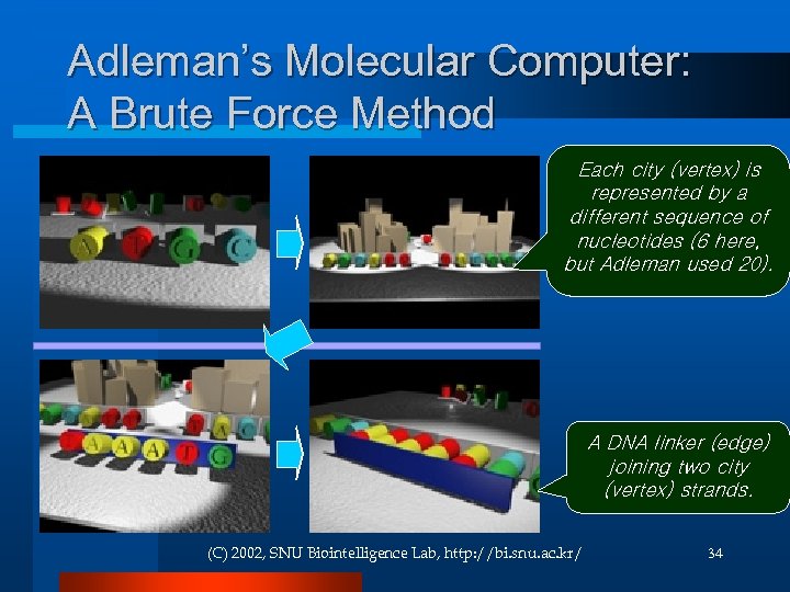 Adleman’s Molecular Computer: A Brute Force Method Each city (vertex) is represented by a