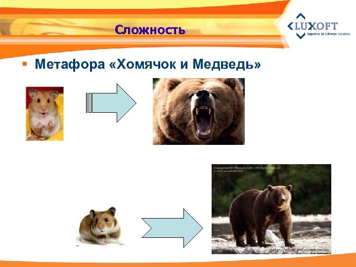 Сложность § Метафора «Хомячок и Медведь» 