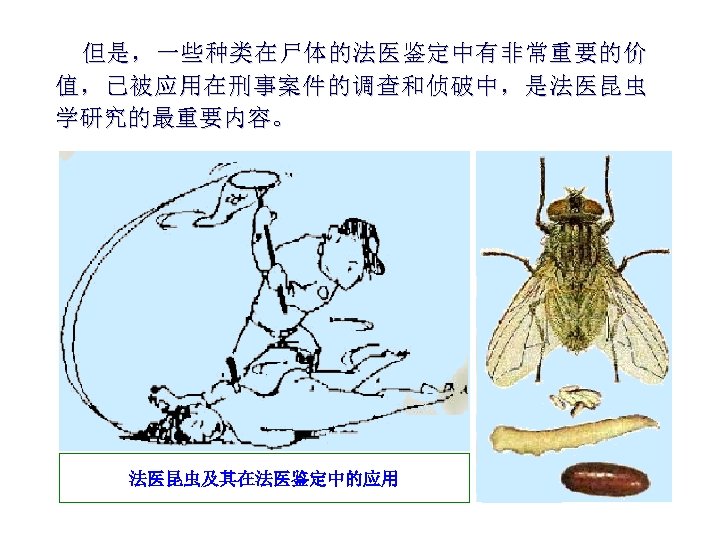 但是，一些种类在尸体的法医鉴定中有非常重要的价 值，已被应用在刑事案件的调查和侦破中，是法医昆虫 学研究的最重要内容。 法医昆虫及其在法医鉴定中的应用 