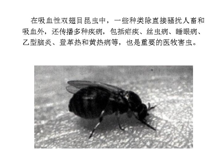 在吸血性双翅目昆虫中，一些种类除直接骚扰人畜和 吸血外，还传播多种疾病，包括疟疾、丝虫病、睡眼病、 乙型脑炎、登革热和黄热病等，也是重要的医牧害虫。 