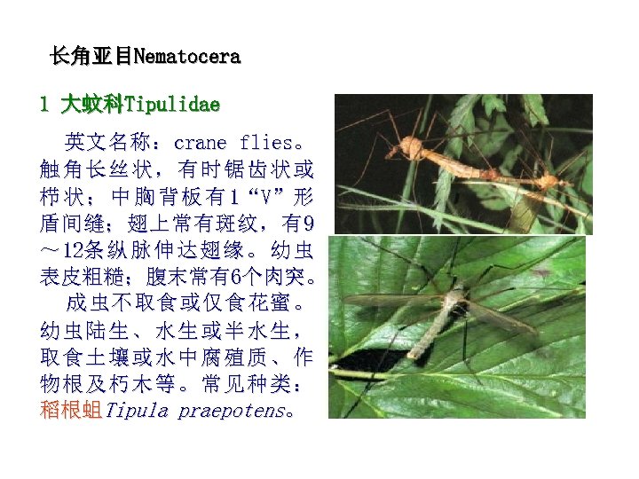 长角亚目Nematocera 1 大蚊科Tipulidae 英 文 名 称 ： crane flies。 触角长丝状，有时锯齿状或 栉 状 ；