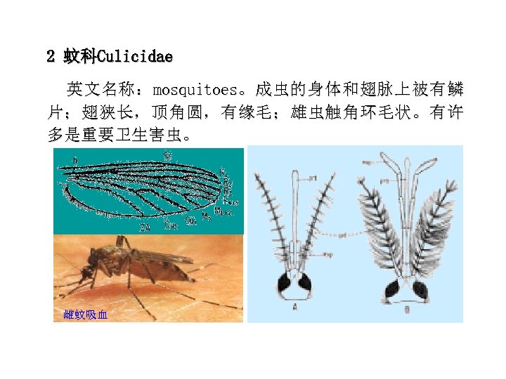 2 蚊科Culicidae 英 文 名 称 ： mosquitoes。 成 虫 的 身 体 和