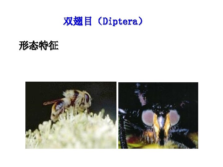 双翅目（Diptera） 形态特征 