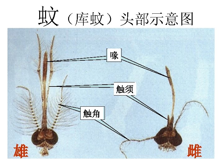 蚊（库蚊）头部示意图 喙 触须 触角 雄 雌 