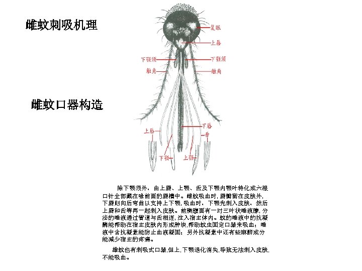 雌蚊刺吸机理 雌蚊口器构造 除下颚须外，由上唇、上颚、舌及下颚内颚叶特化成六根 口针全部藏在喙前面的唇槽中。雌蚊吸血时, 唇瓣留在皮肤外, 下唇则向后弯曲以支持上下颚, 吸血时，下颚先刺入皮肤，然后 上唇和舌等再一起刺入皮肤。前胸腹面有一对三叶状唾液腺, 分 泌的唾液通过管道与舌相连, 注入宿主体内。蚊的唾液中的抗凝 酶能帮助在宿主皮肤内形成肿块, 帮助蚊虫固定口器来吸血；唾 液中含抗凝素能防止血液凝固；另外抗凝素中还有些麻醉成分