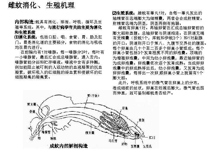 雌蚊消化、生殖机理 内部构造: 蚊具有消化、排泄、呼吸、循环及生 殖等系统。其中，与流行病学有关的主要为消化 和生殖系统 ⑴消化系统：包括口腔、咽、食管、胃、肠及肛 门。胃是消化道的主要部分，食物的消化与吸收 均在胃内进行。 在前胸内有1对唾腺。每一唾腺分3叶，每叶有 一小唾腺管，最后汇合成总唾腺管，通入舌内。 唾腺管能分泌和贮存唾液。唾液中含有多种酶， 例如能阻止被叮刺的人或动物的血液凝聚的抗血 凝素，破坏吸入的红细胞的溶血素和使破坏的红 细胞凝集的凝集素。